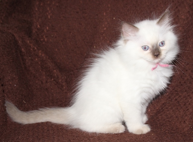 Lilly_c.q._Nala_11_1_25_chocolatepoint_poes_11_.JPG