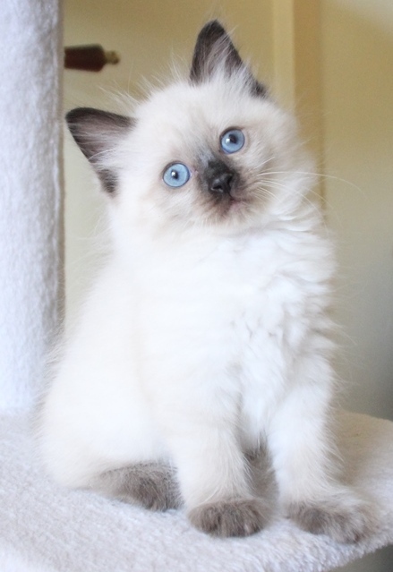 Sapphire_Poes_chocolate_point_11_8_25_5_.JPG