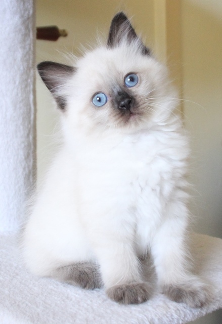 Sapphire_Poes_chocolate_point_11_8_25_5_.JPG