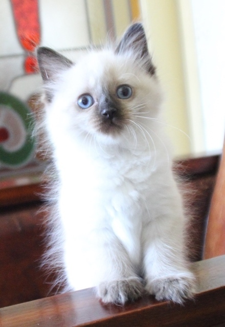 Sapphire_Poes_chocolate_point_11_8_25_6_.JPG