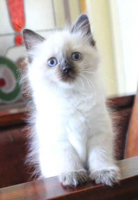 Sapphire_Poes_chocolate_point_11_8_25_6_.JPG
