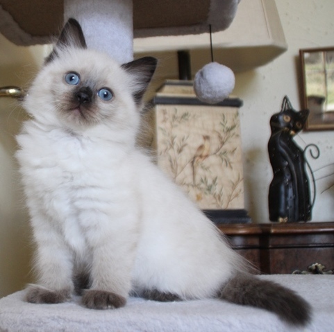 Sapphire_Poes_chocolate_point_11_8_25_7_.JPG