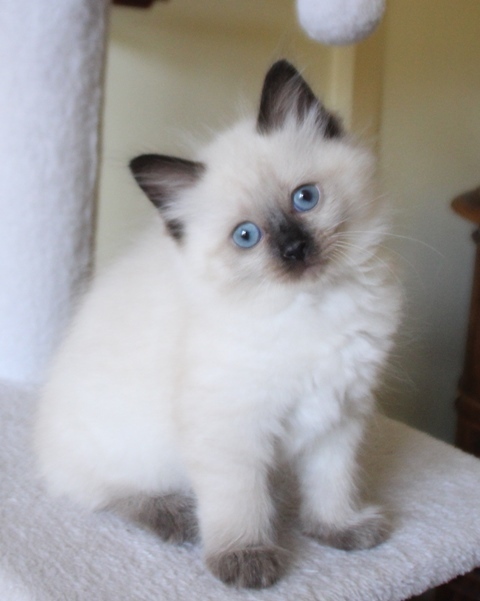 Sapphire_Poes_chocolate_point_11_8_25_8_.JPG