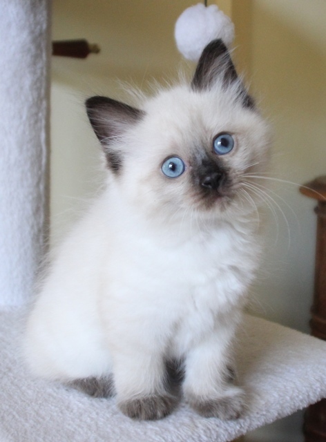 Sapphire_Poes_chocolate_point_11_8_25_9_.JPG