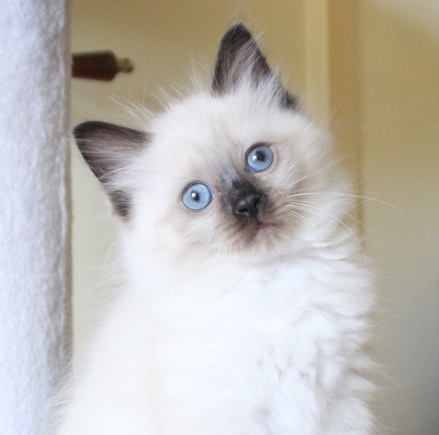 Sapphire_Poes_chocolate_point_11_8_25_10_.JPG