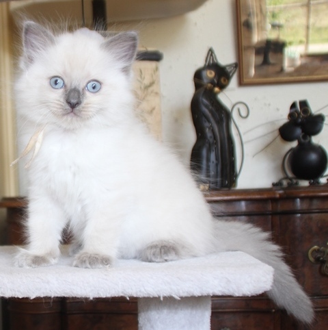 Sheeran_kater_blue_point_11_8_25_1_.JPG