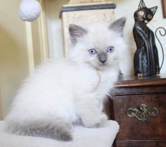 Sheeran_kater_blue_point_11_8_25_2_.JPG
