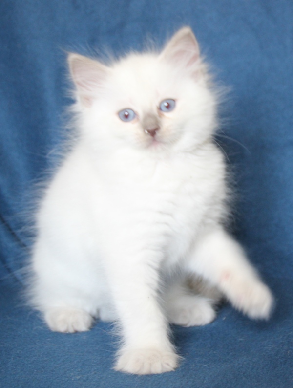 Rainbow_lilac_point_poes_13_8_25_2_.JPG