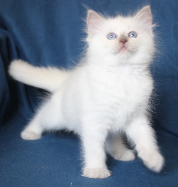 Rainbow_lilac_point_poes_13_8_25_3_.JPG