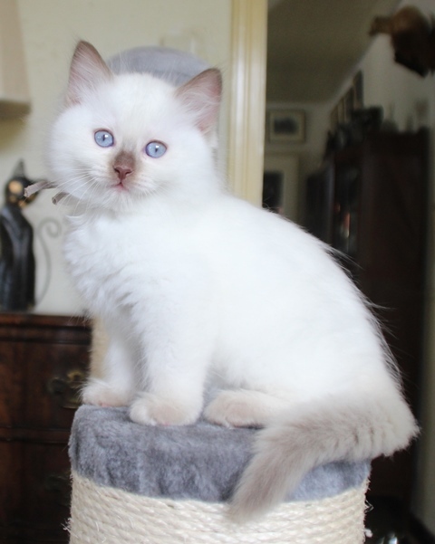 Teddy_Duquette_lilac_point_kater_13_8_25_3_.JPG