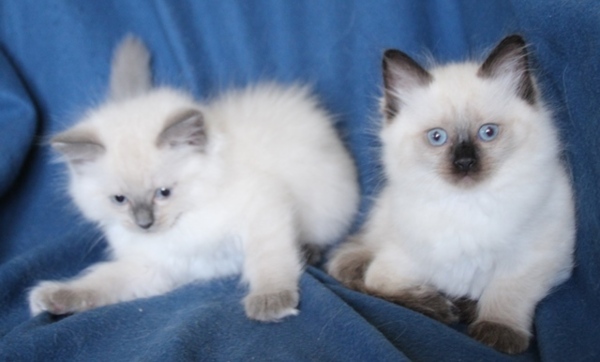 Sammie_en_Sapphire_18_8_25_2_.JPG