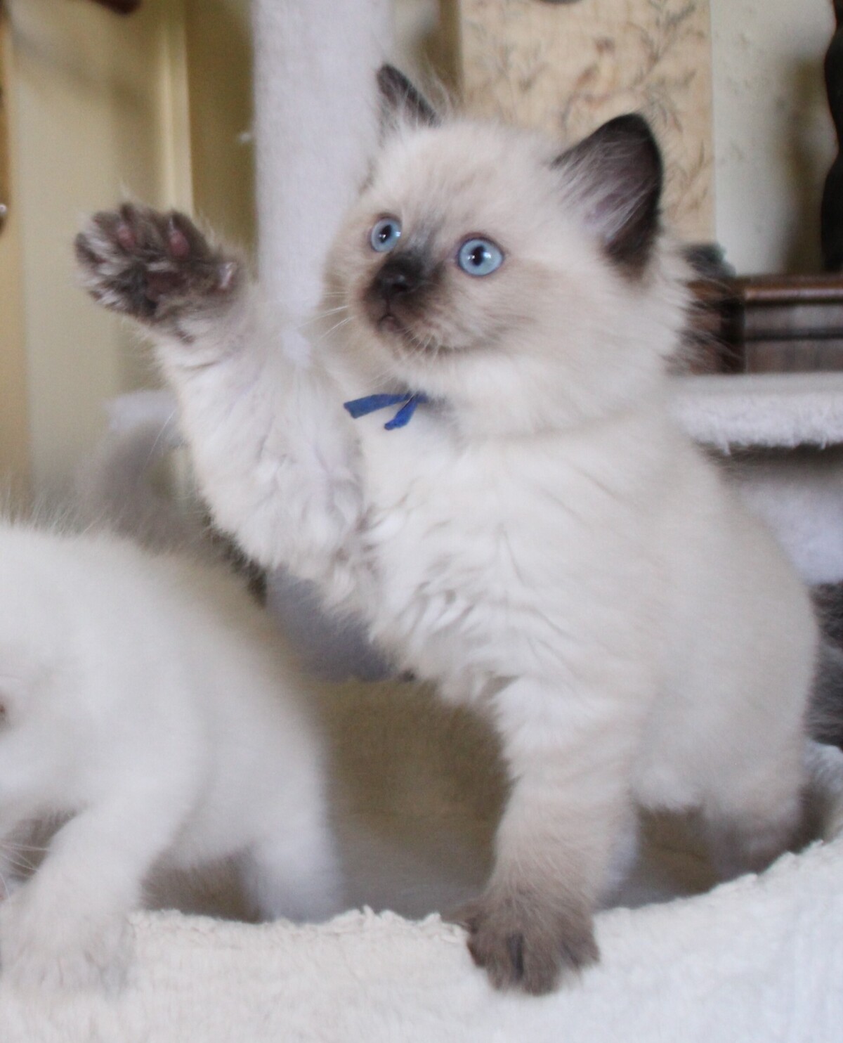 Ash_sealpoint_kater_2_.JPG