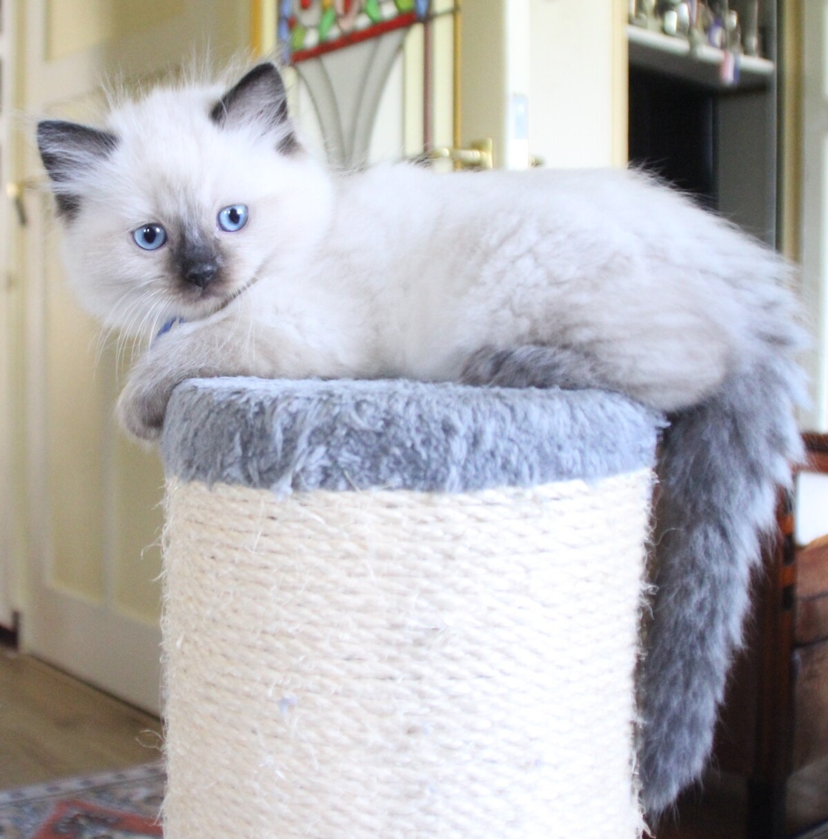 Ash_sealpoint_kater_3_.JPG