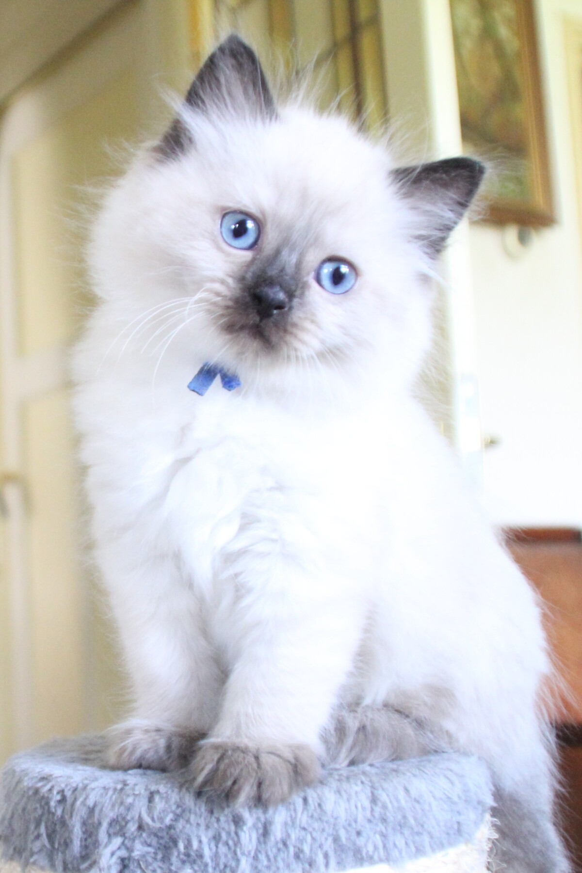 Ash_sealpoint_kater_5_.JPG