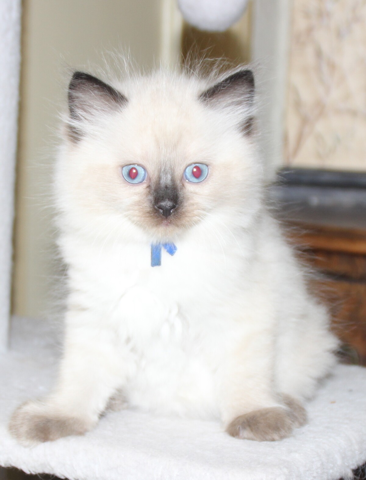 Ash_sealpoint_kater.JPG