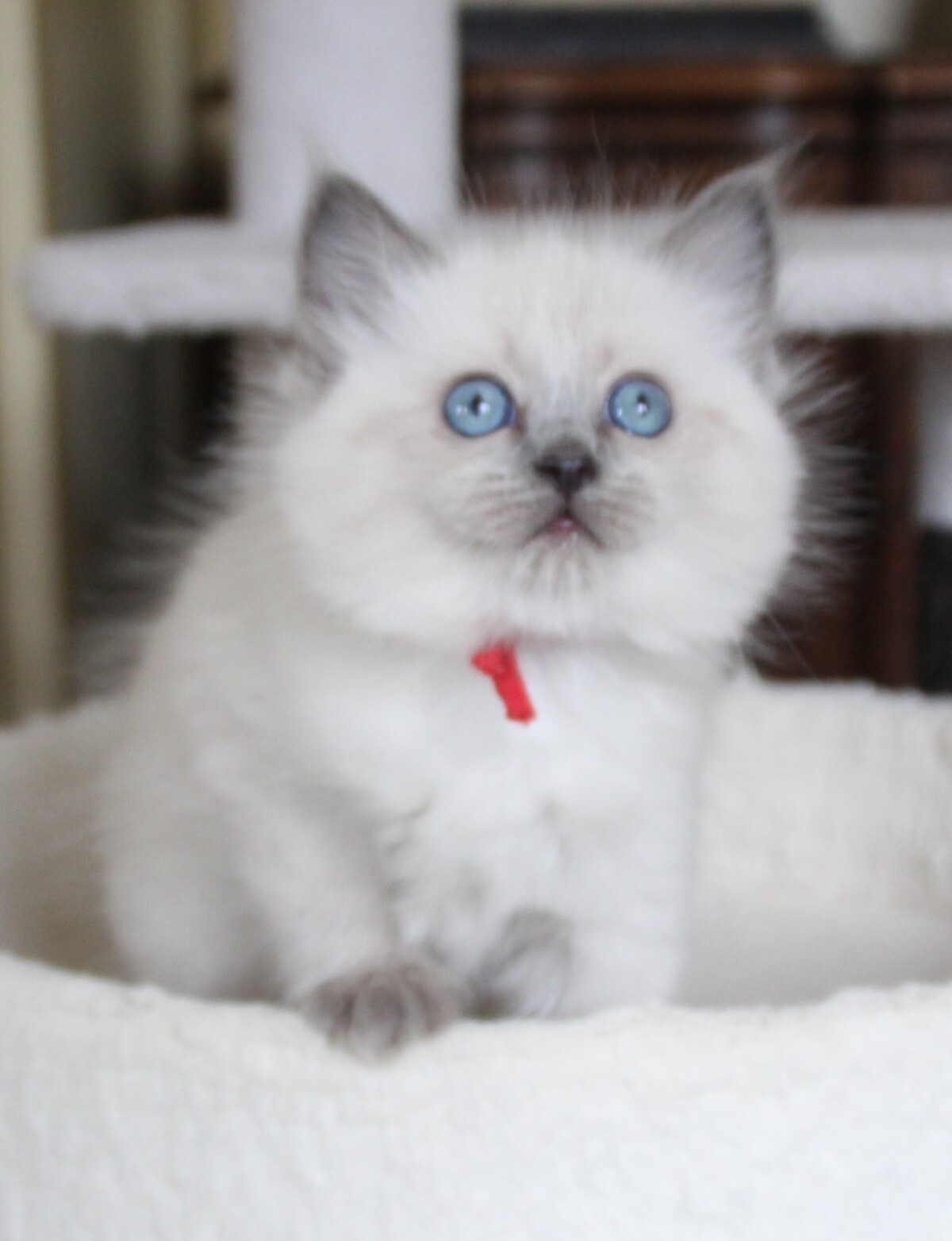 bluepoint_poes_1_.JPG