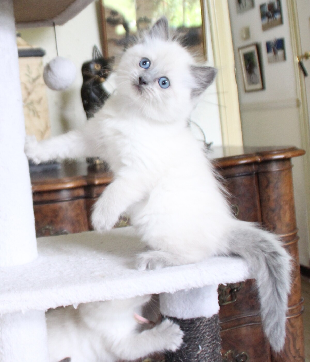 bluepoint_poes_2_.JPG