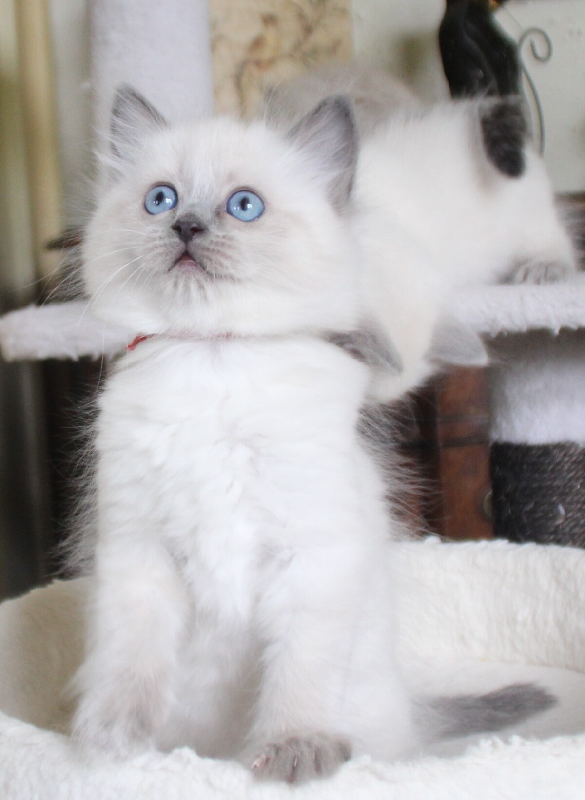 bluepoint_poes_3_.JPG