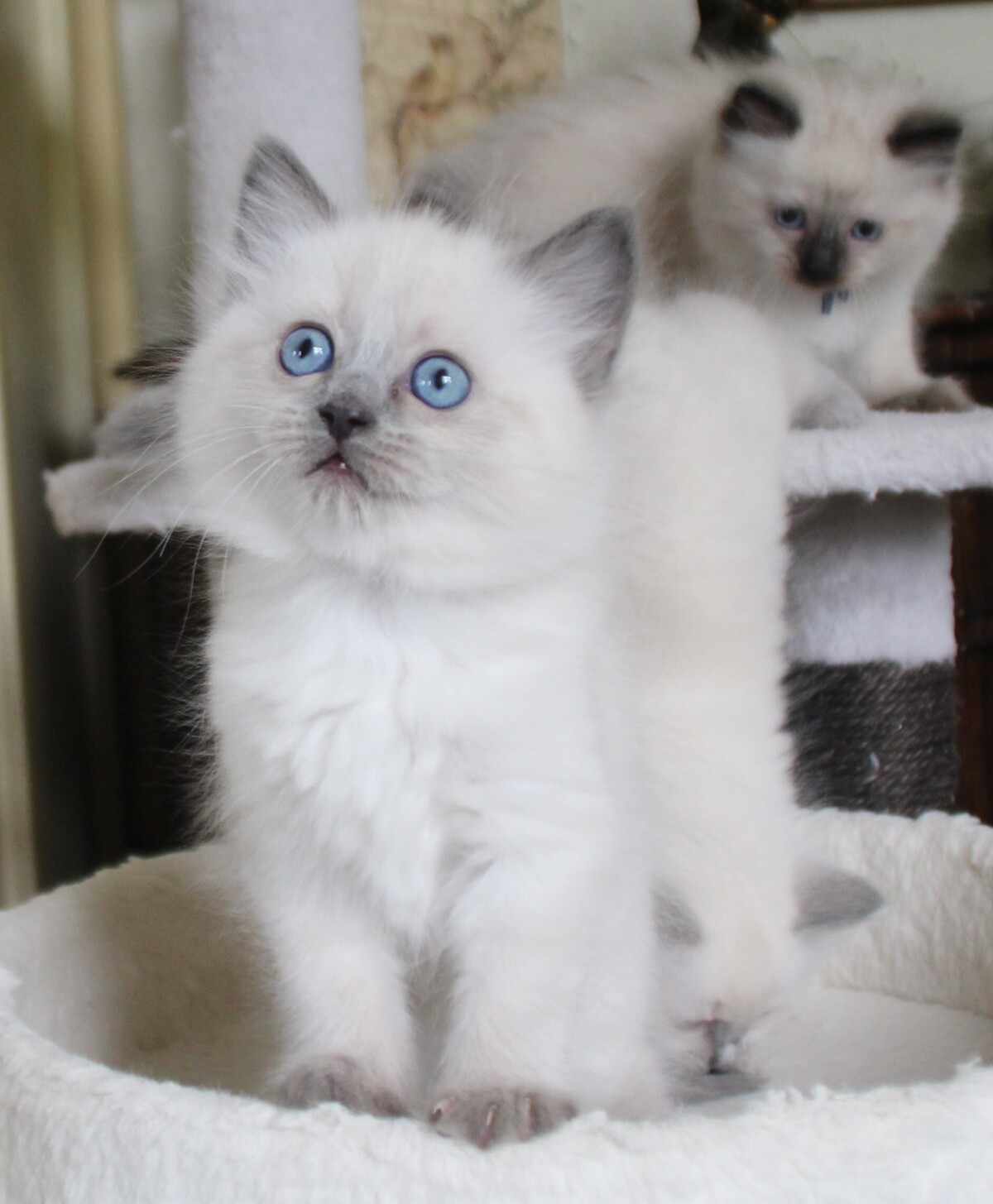 bluepoint_poes_4_.JPG