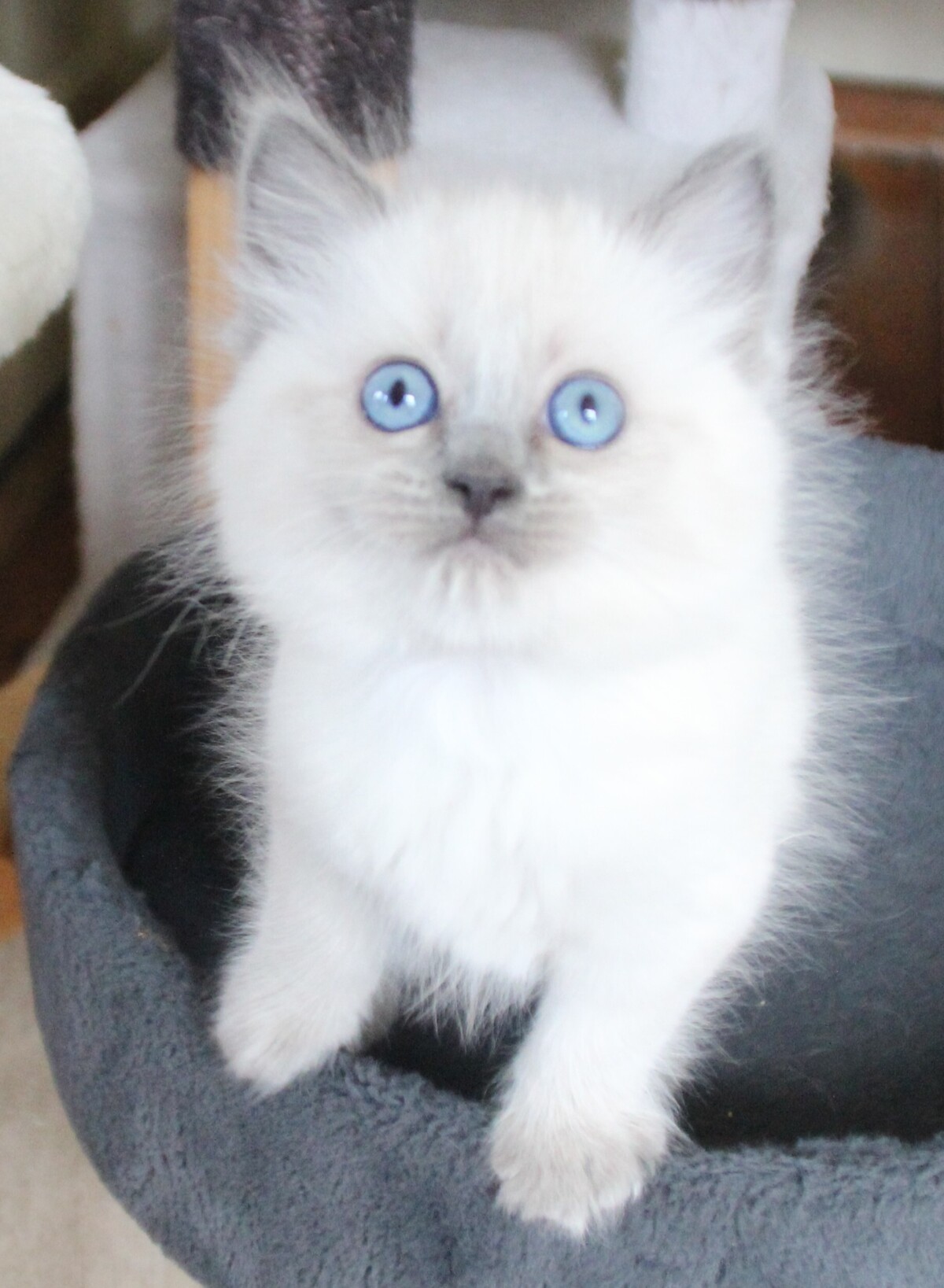 bluepoint_poes_5_.JPG