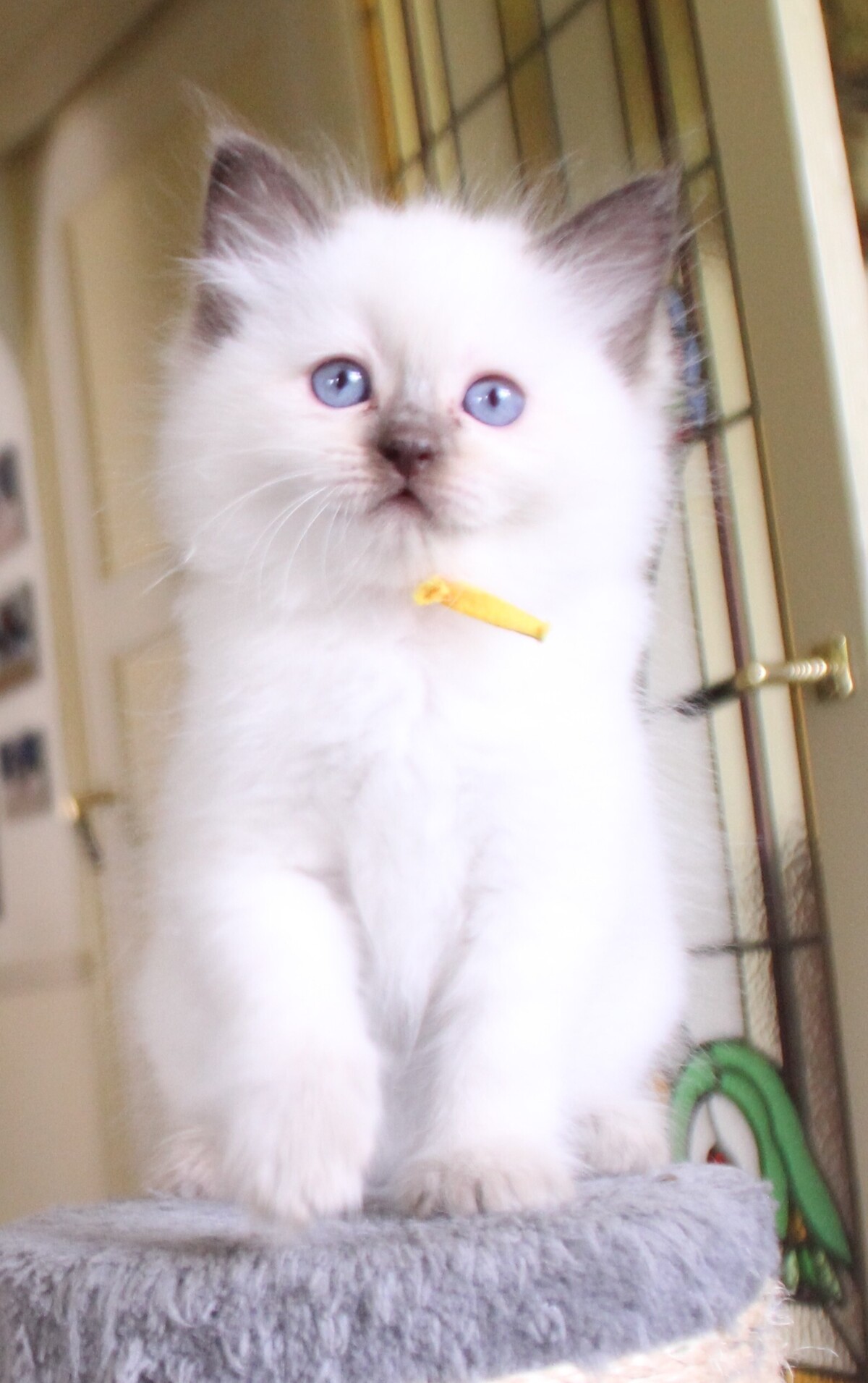 chocolate_point_poes_1_.JPG