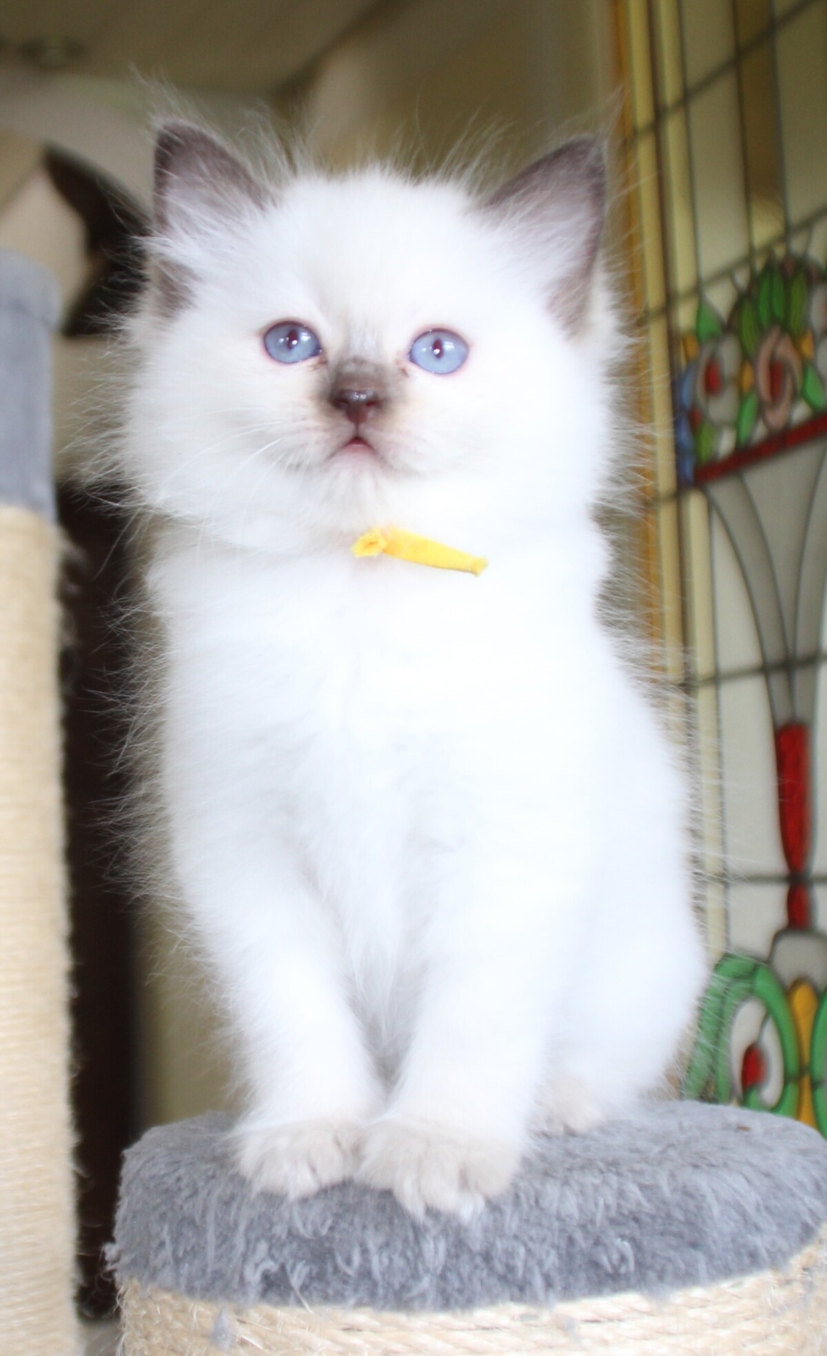 chocolate_point_poes_2_.JPG