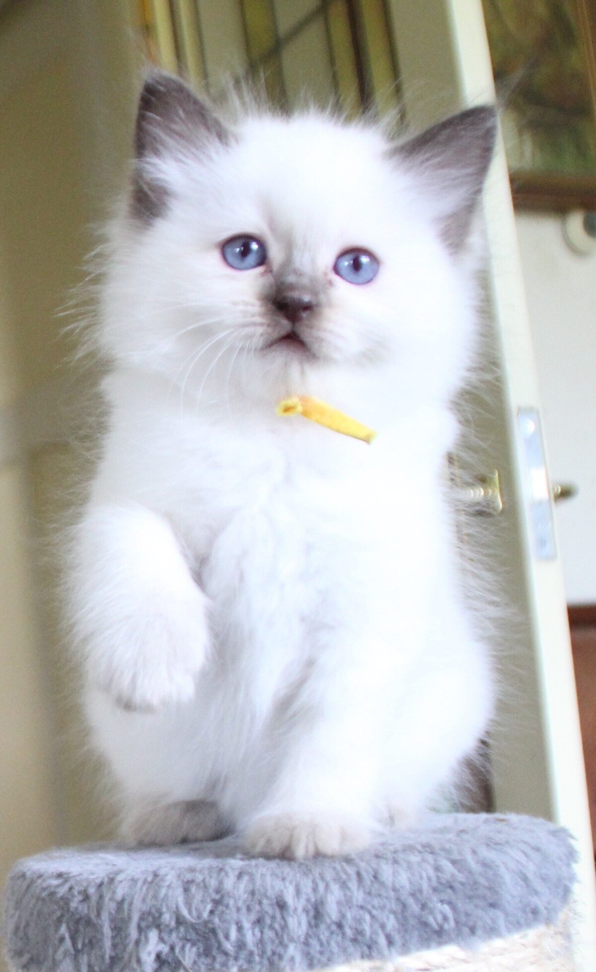 chocolate_point_poes_3_.JPG