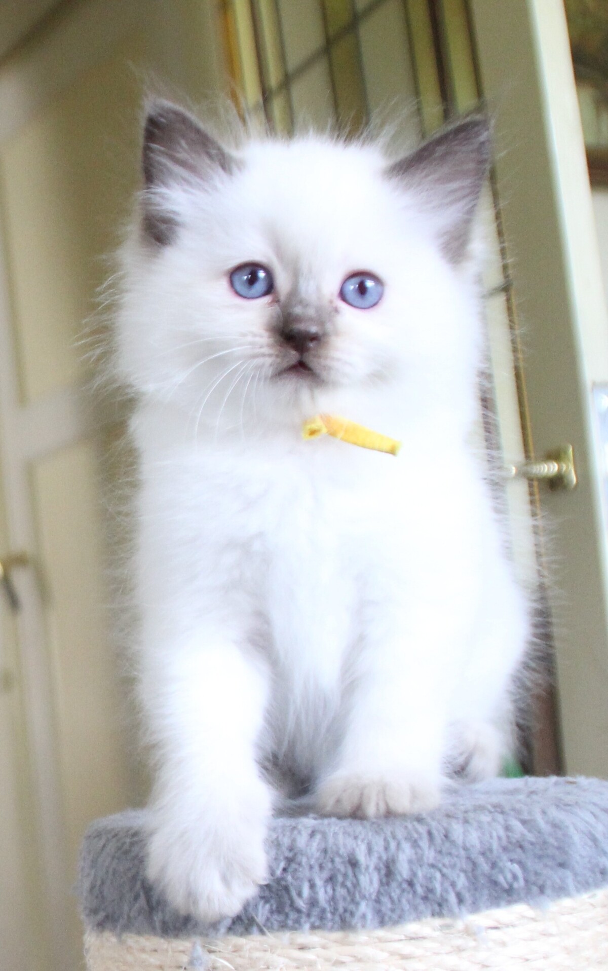 chocolate_point_poes_4_.JPG