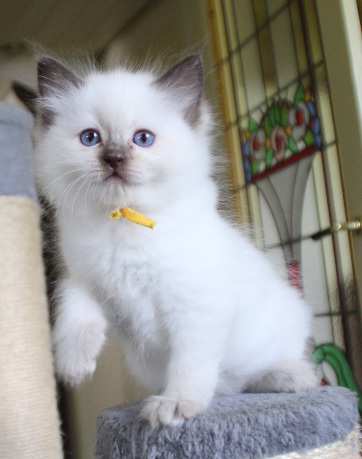 chocolate_point_poes_5_.JPG