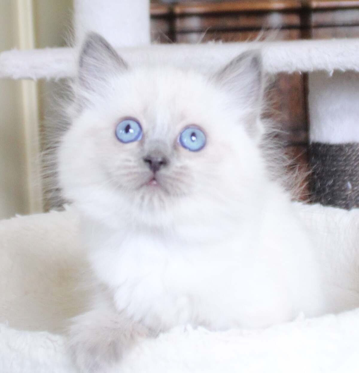 Dexter_lilac_point_kater_1_.JPG