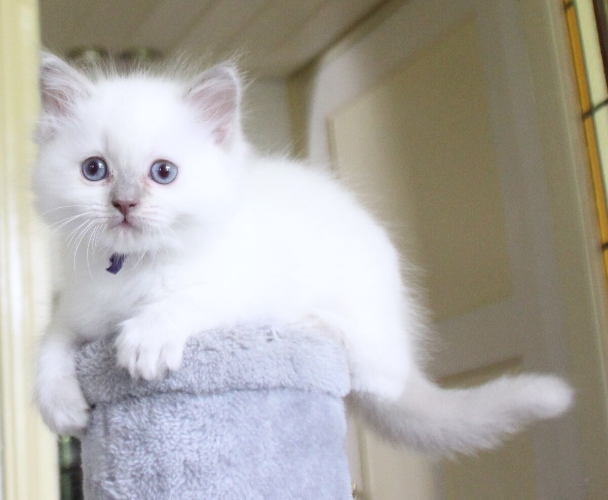 Dexter_lilac_point_kater_2_.JPG