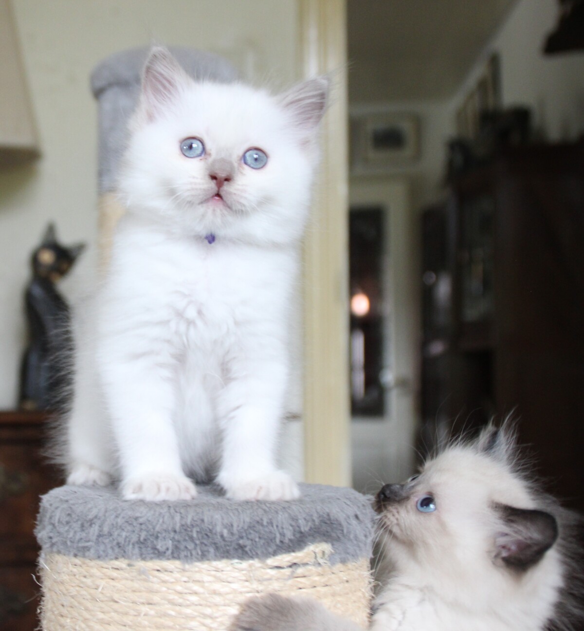 Dexter_lilac_point_kater_5_.JPG