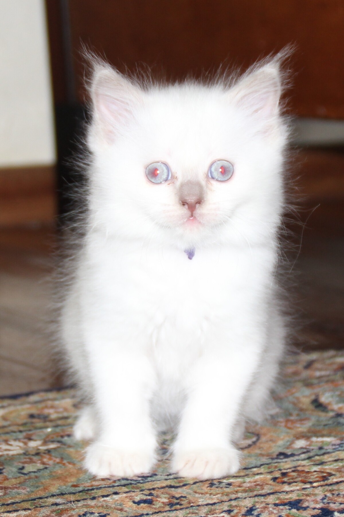 Dexter_lilac_point_kater_6_.JPG