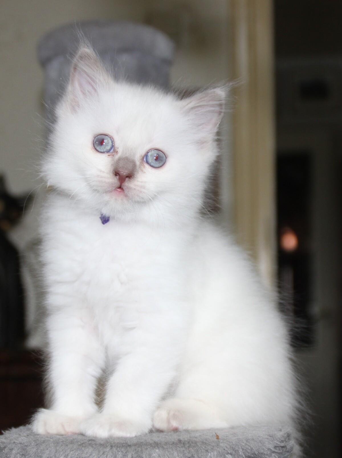 Dexter_lilac_point_kater_8_.JPG