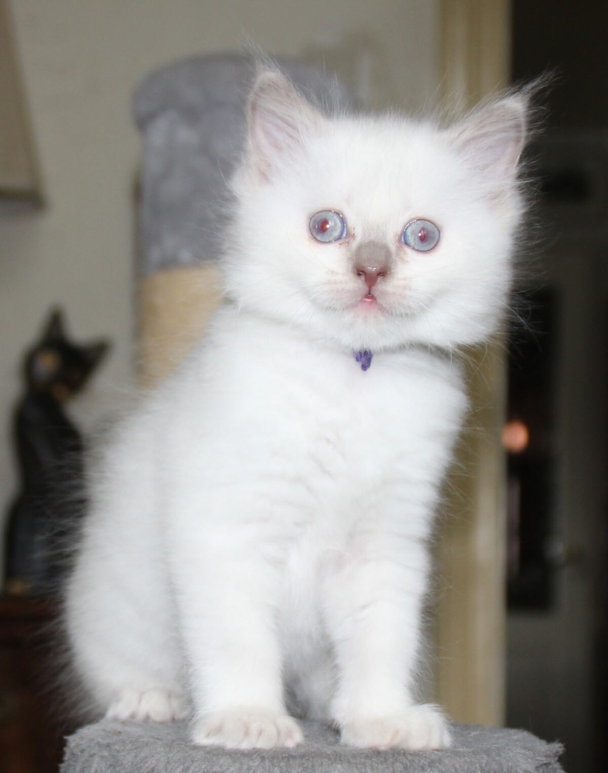 Dexter_lilac_point_kater_10_.JPG