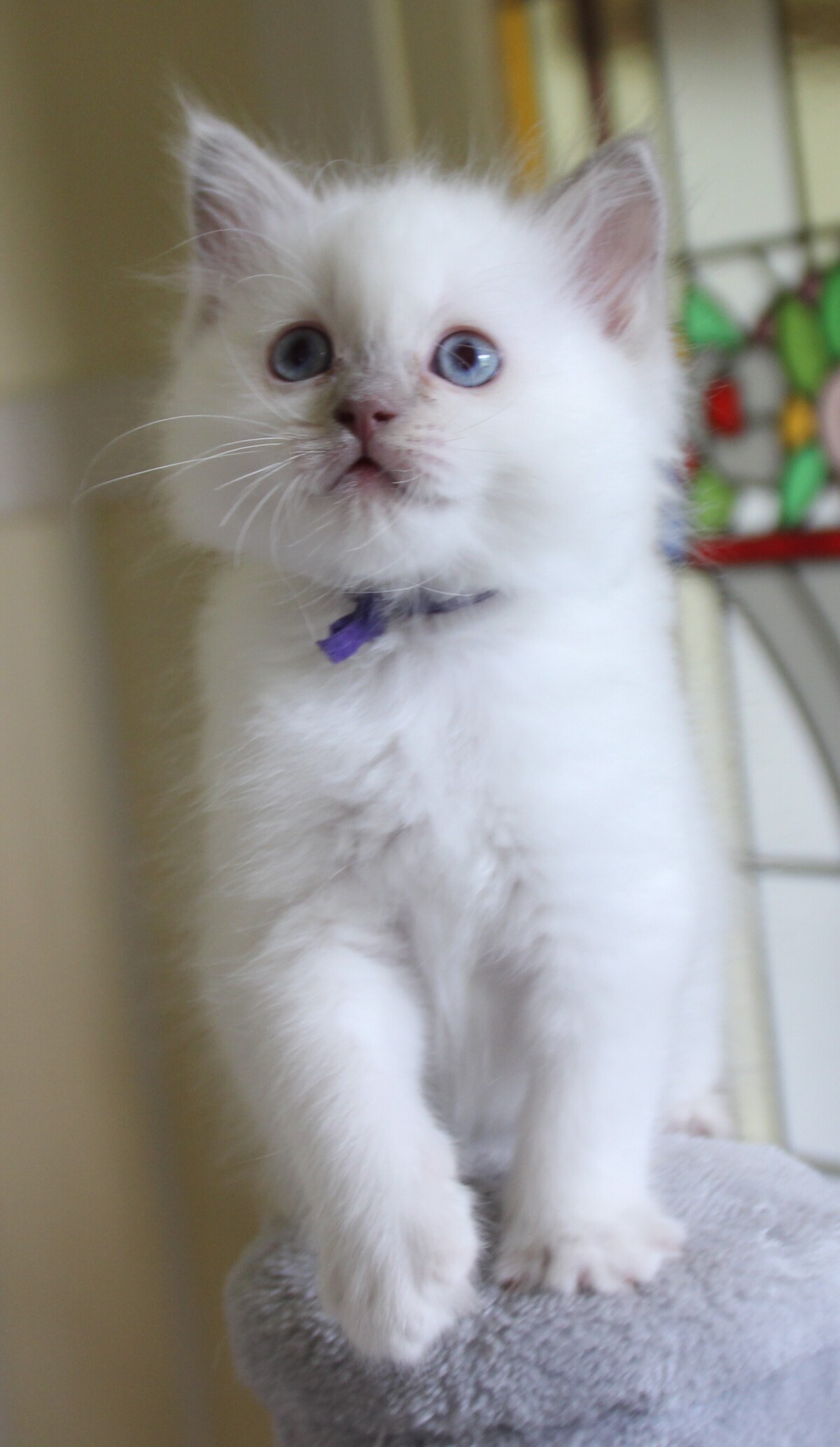 Dexter_lilac_point_kater_11_.JPG