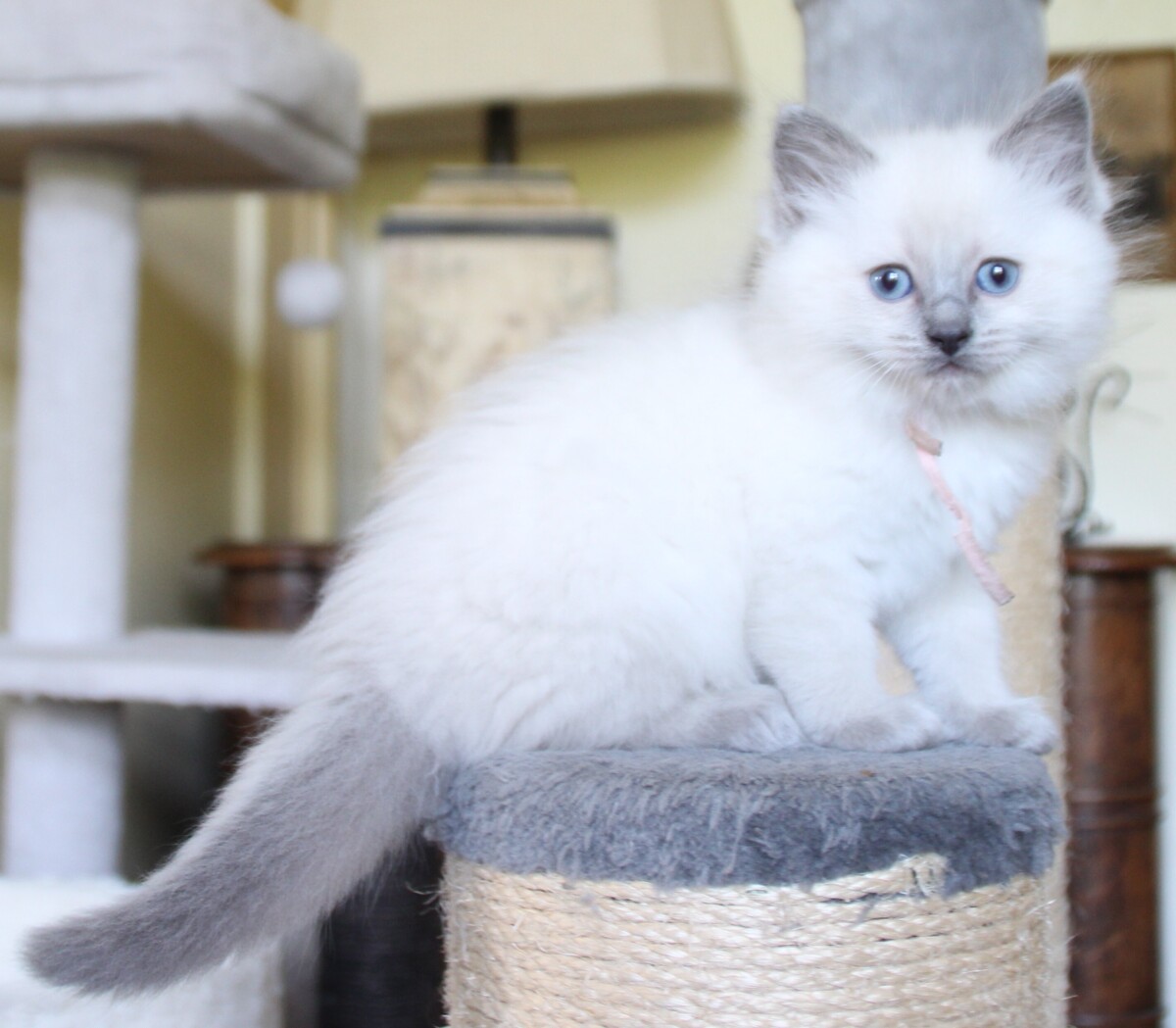 Milly_bluepoint_poes_1_.JPG
