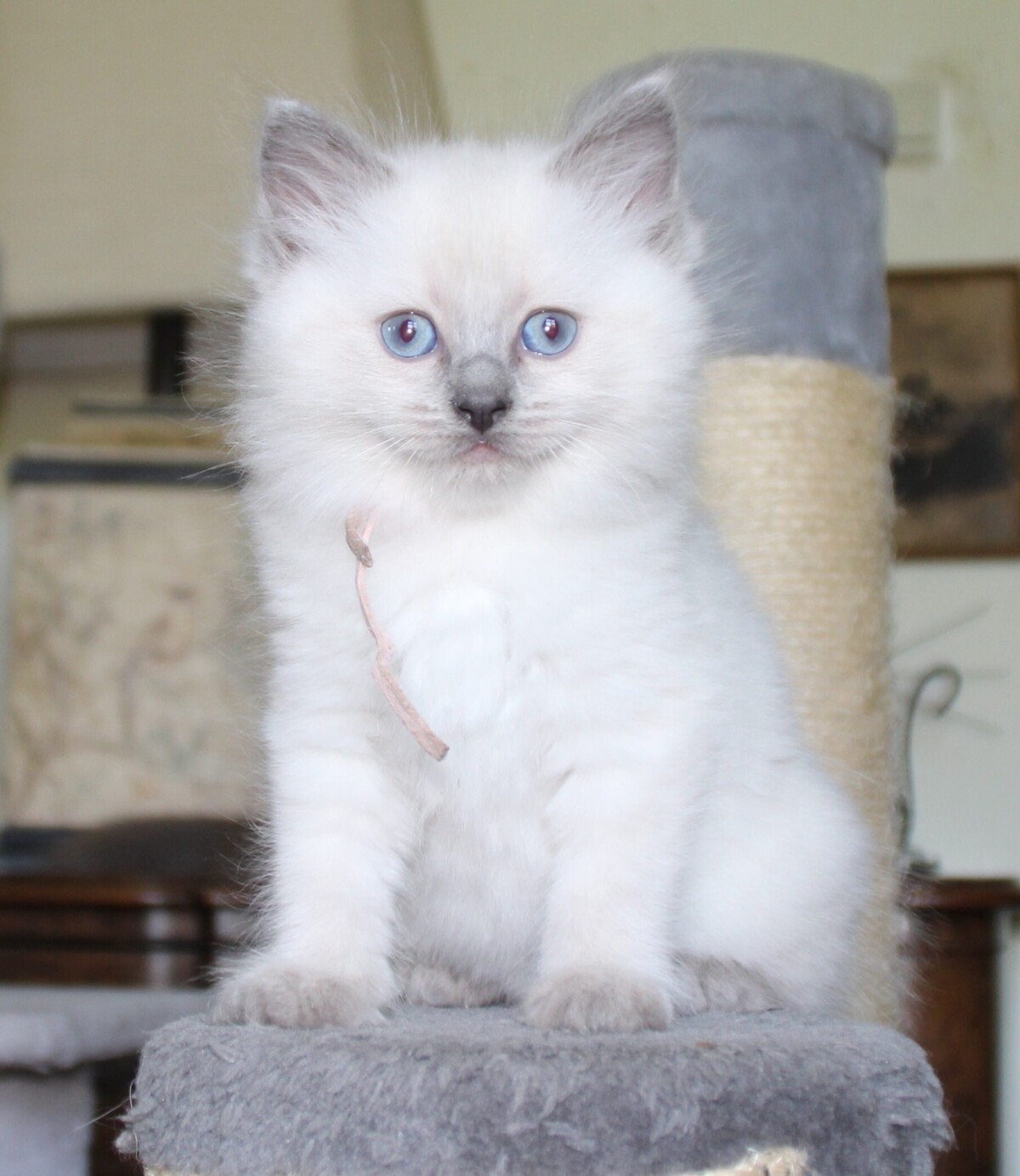 Milly_bluepoint_poes_2_.JPG