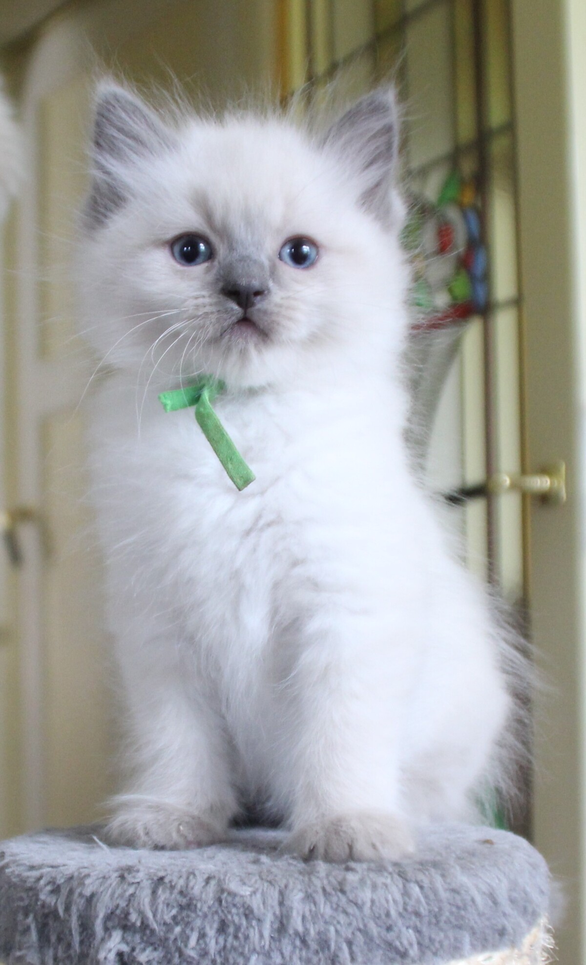 Thomas_O_Malley_bluepoint_kater_1_.JPG