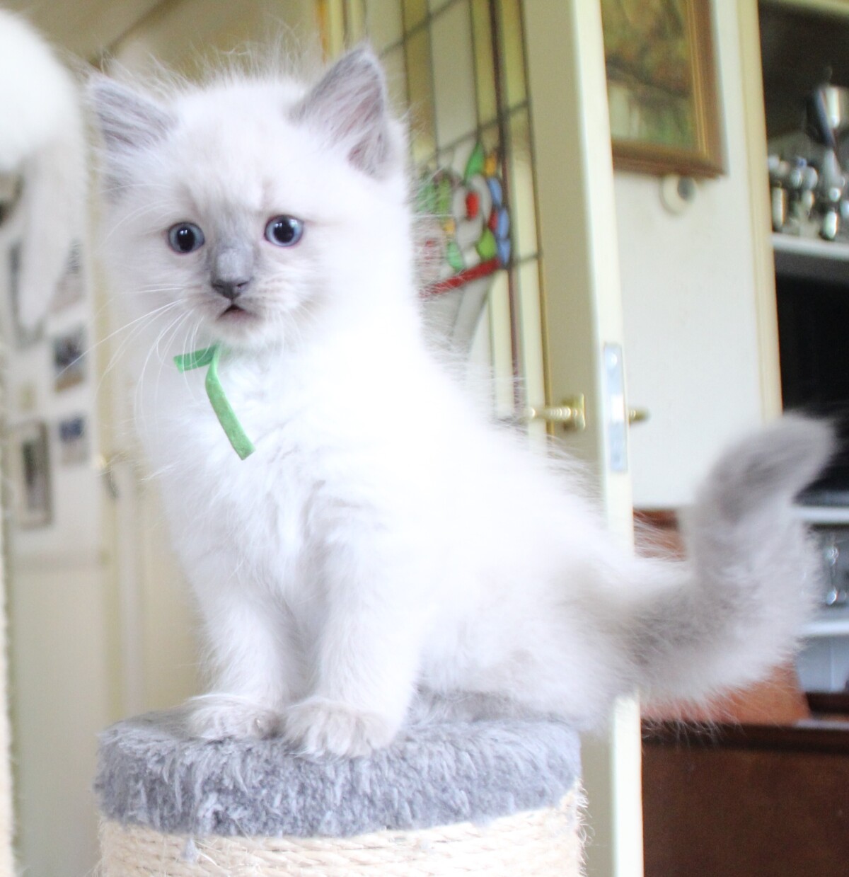Thomas_O_Malley_bluepoint_kater_2_.JPG