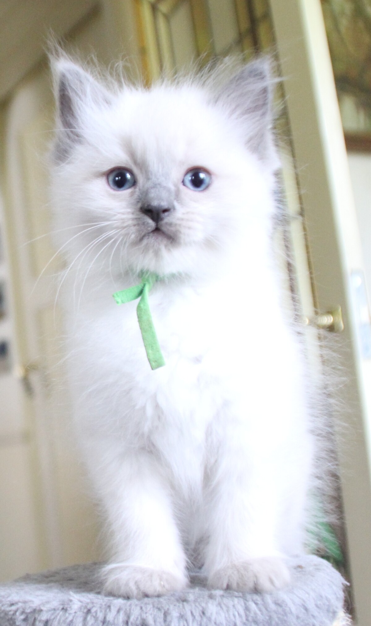 Thomas_O_Malley_bluepoint_kater_4_.JPG