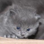 Kitten_kijkt_over_rand_doos_blue_solid_12_02_2021.JPG