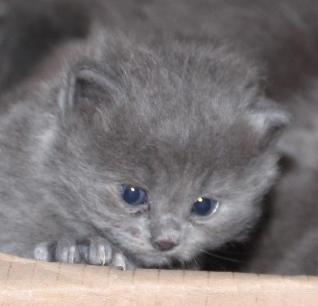 Kitten_kijkt_over_rand_doos_blue_solid_12_02_2021.JPG