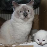 Ragdoll_kittens_29_7_20_1_kopie.JPG