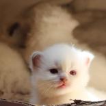 Ragdoll_kittens_30_7_20_4__1.JPG