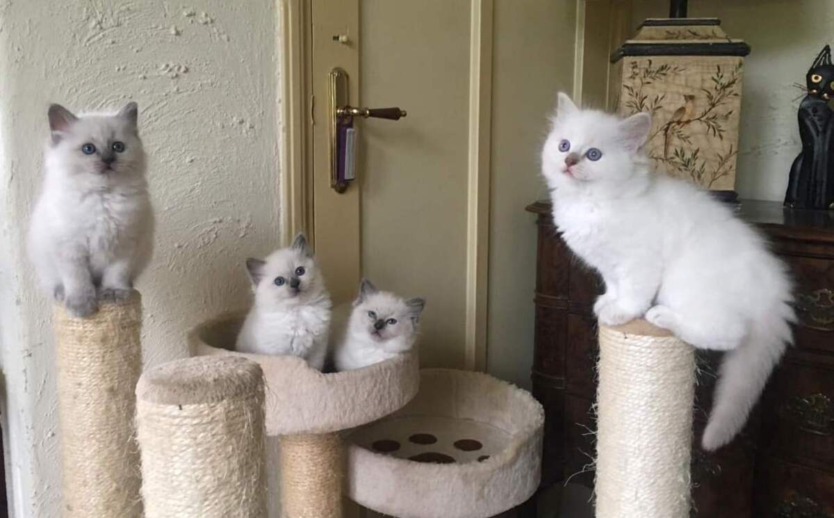 4_kittens_11_7_1.jpg