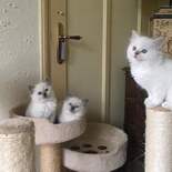 4_kittens_11_7_1.jpg