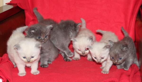Kittens_1_11_2021.JPG