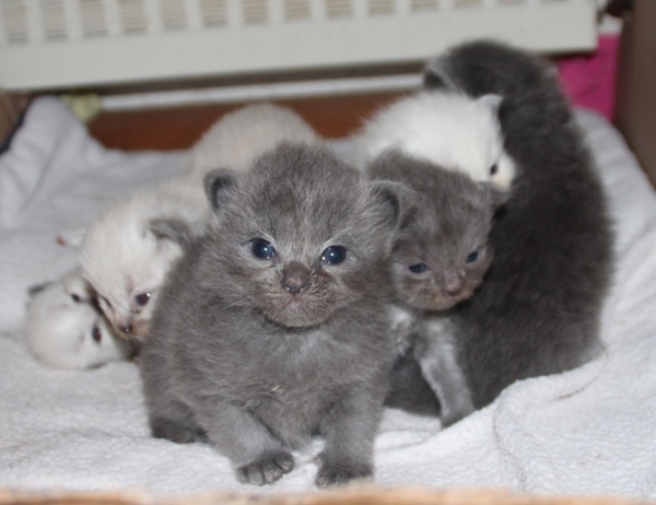 Kittens_9_11_21_18_dagen_oud_1_.JPG