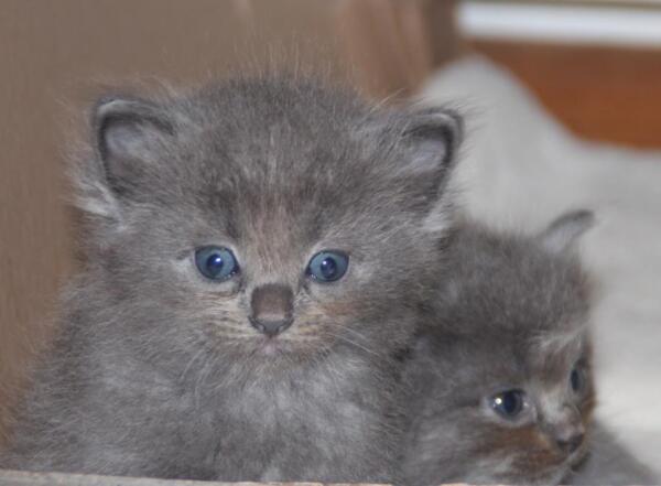 Kittens_22_11_21_1_.JPG